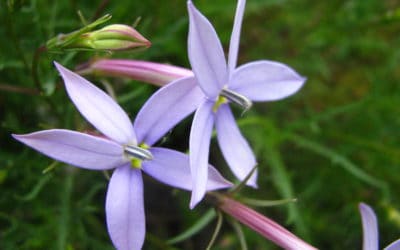 2018 APC Conference a great success