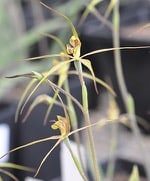 Saving the Threatened Audas Spider-orchid (Caladenia audasii) from Extinction