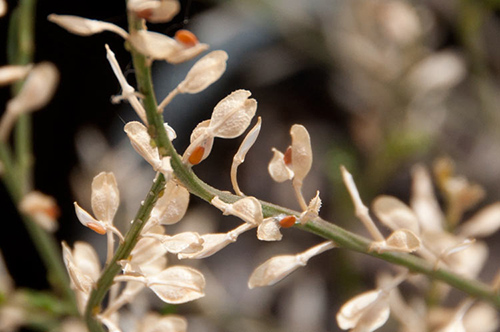 Donate today and help save Australia’s unique native plants!