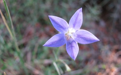 Membership fee increase