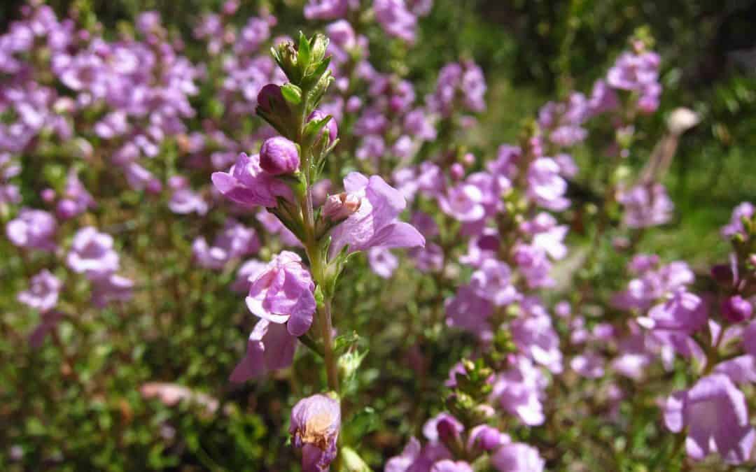 SA Threatened Plant Translocation Workshop – Adelaide, Friday 3 May 2019