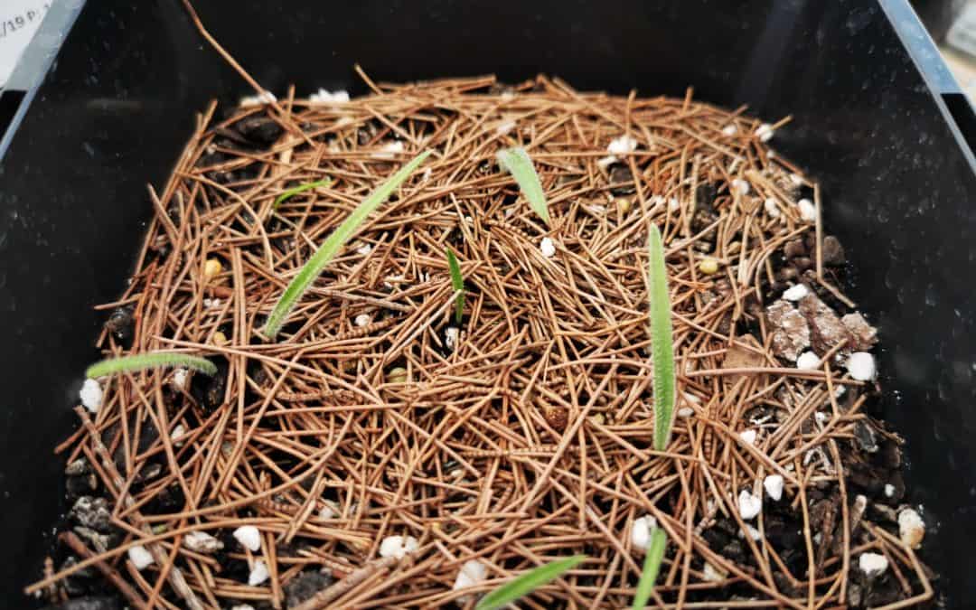Saving the threatened Audas Spider-orchid (Caladenia audasii) from extinction
