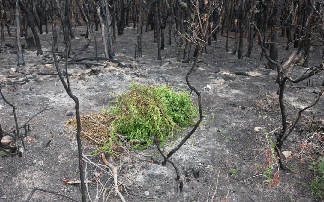 What we can do to help post-fire recovery of plants and ecological communities – Please share with your colleagues, neighbours and friends who may be in fire-affected areas