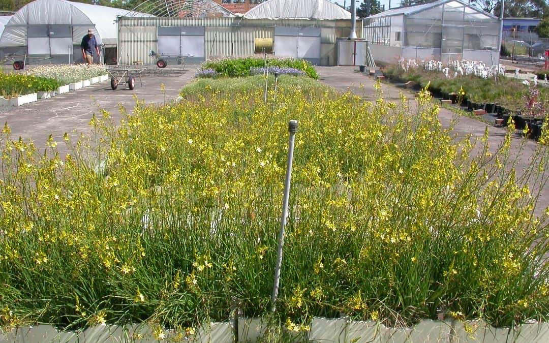 Dr Paul Gibson-Roy talks about seed supply for restoration projects