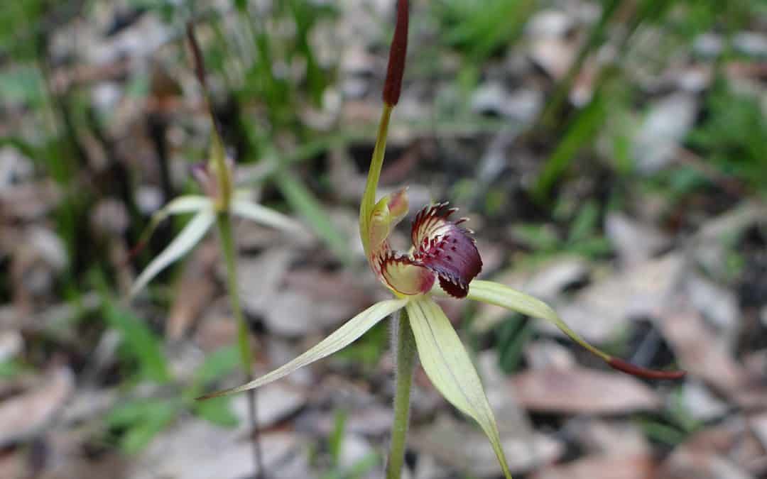 Preventing extinction in bushfire affected orchids
