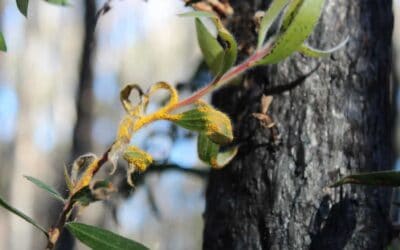 Project update: Fire and Rust