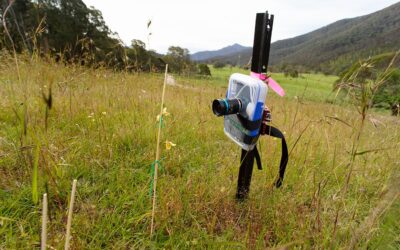 Project update: Preventing extinction in bushfire affected orchids