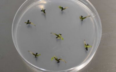 Germplasm Guidelines April update