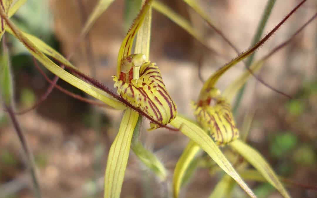 Orchid Conservation Symposium 22 and 23 June 2021