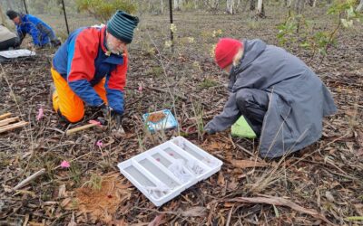 Saving threatened orchids from extinction