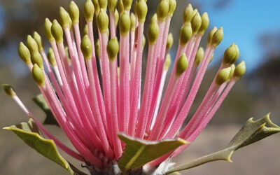 Plant Translocation Workshop “Beyond the Guidelines” – Fremantle WA, 16 December 2023