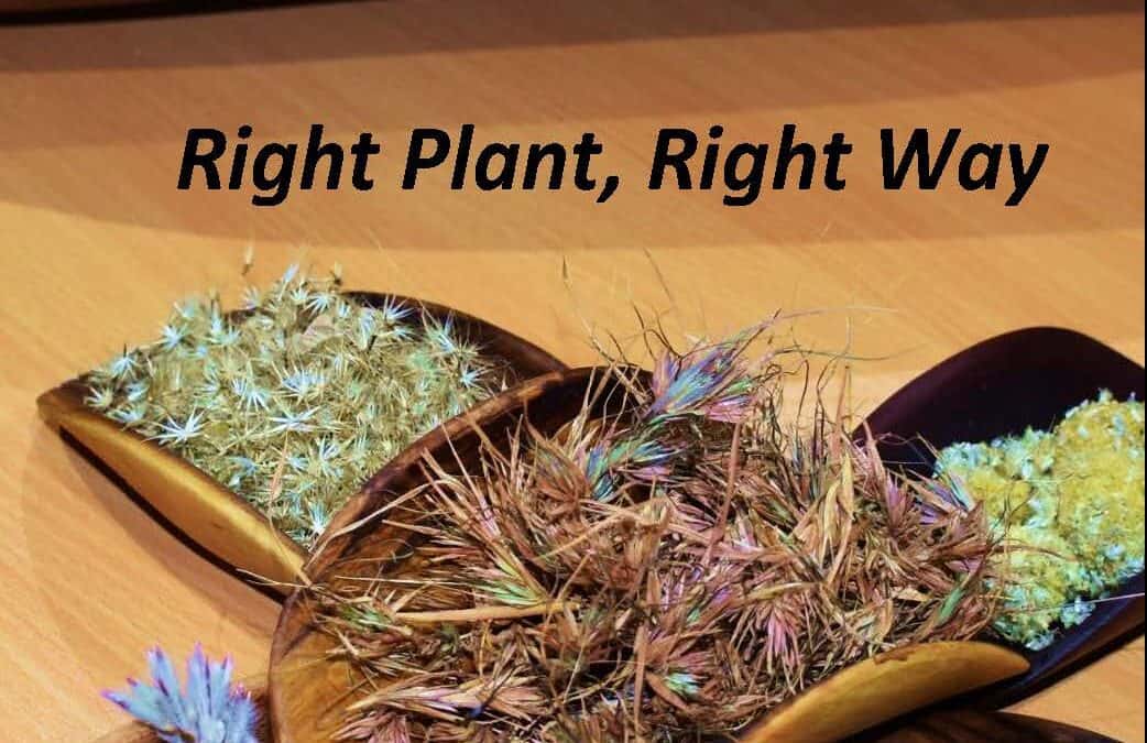 Report: Right Plant, Right Way