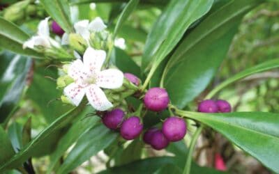 New book on Norfolk’s plants