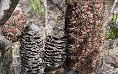 Please donate to help save Australia’s unique native plants!