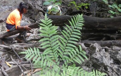 Call for articles – Autumn APC – Extended to 17 Feb