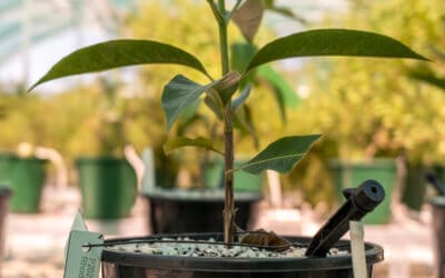 Safe custody for Native Guava