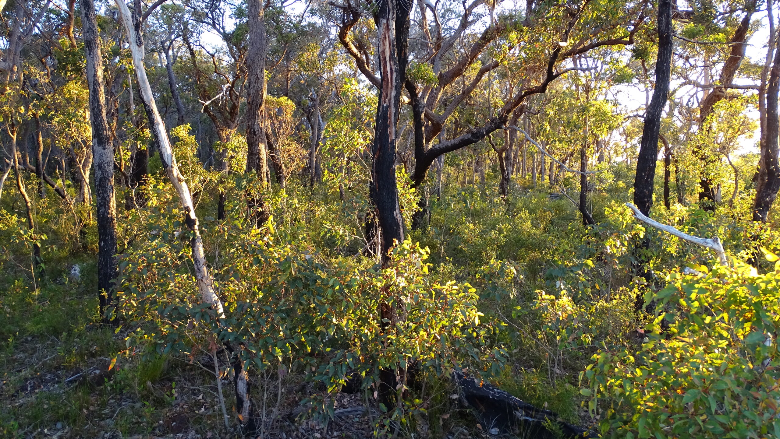 Regenerating Jarrah forest - Image credit Phil Zylstra