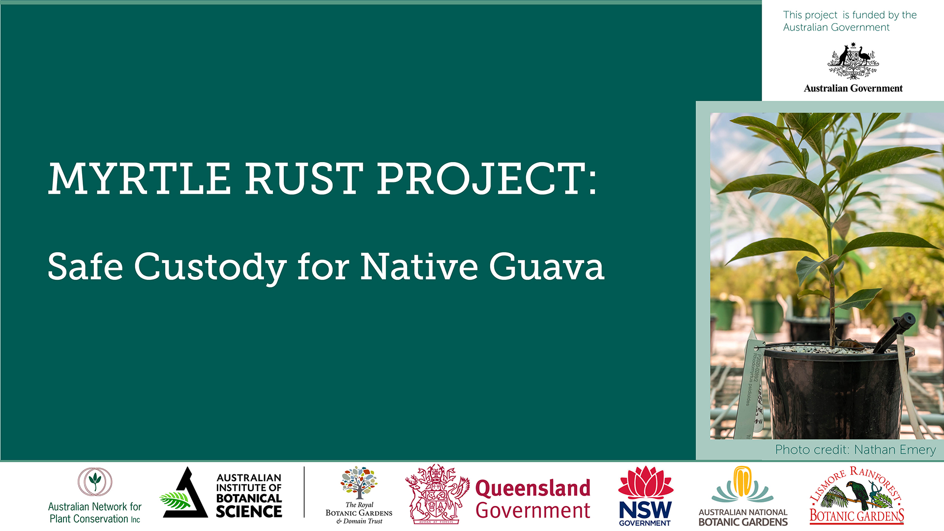 New project – Safe Custody for Native Guava