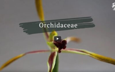 Plants Going Places – Orchids