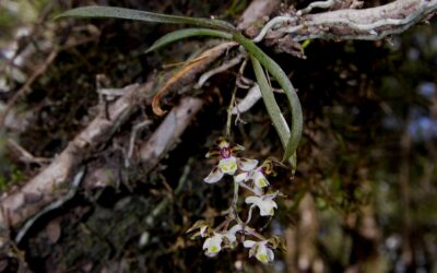 Epiphytic orchid surveys