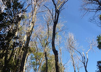 ANPC Donation Drive – Will you help us in the fight against Myrtle Rust?