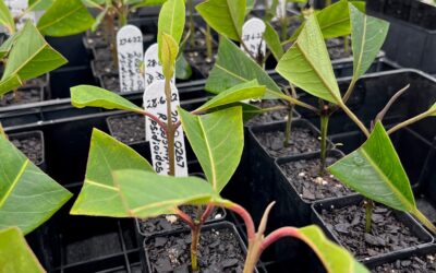Native Guava Project – Propagation