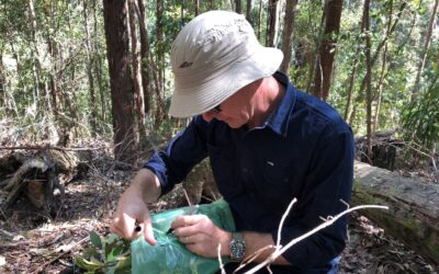Native Guava Project Update – Germplasm Capture