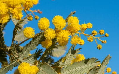 POSITION VACANT: ANPC Communications Manager, Canberra