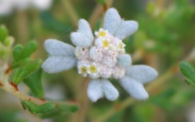 Preventing the extinction of Victoria’s threatened flora