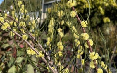 Preventing the extinction of Phantom Wattle in Victoria