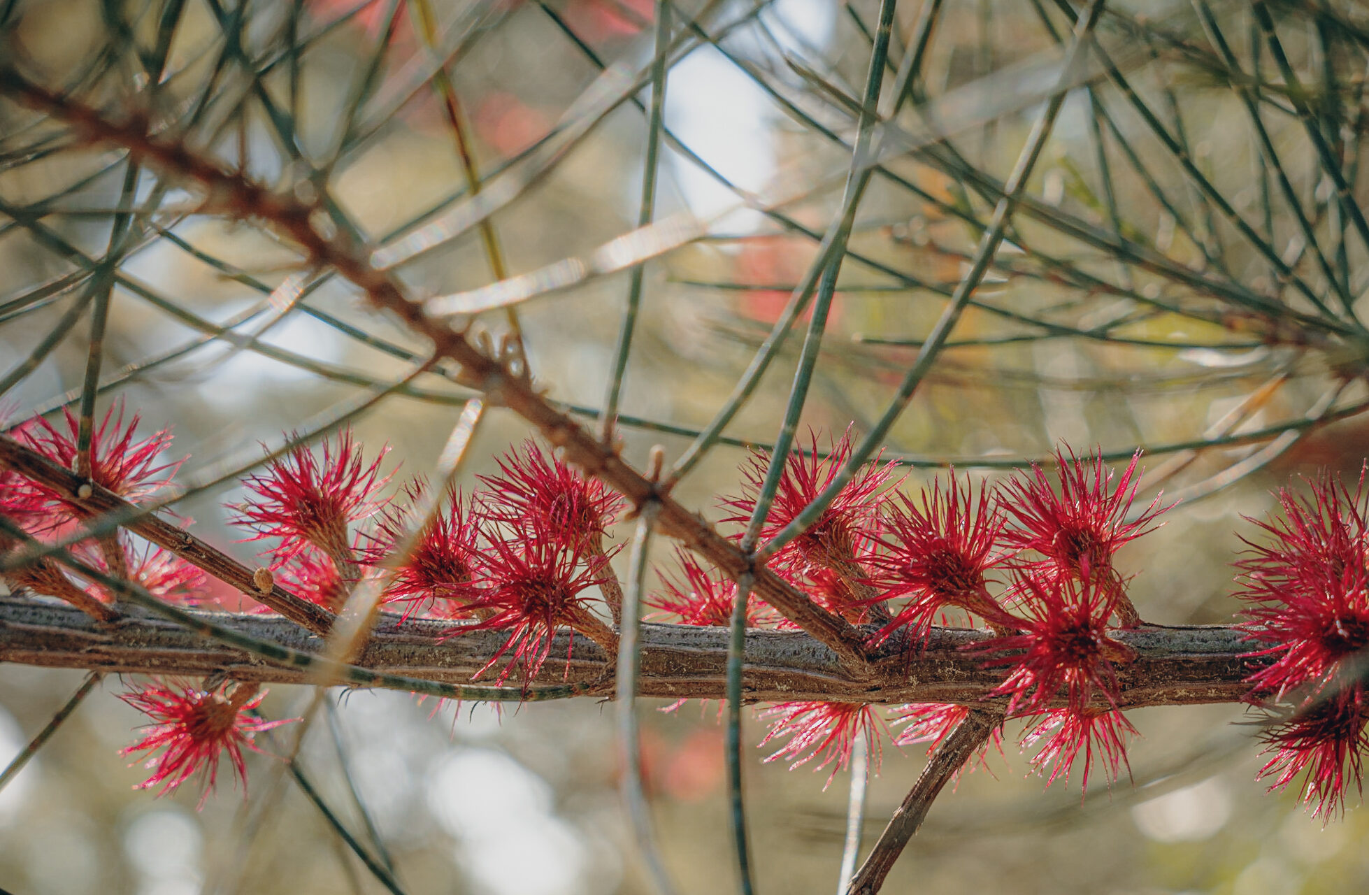 Matchstick Banksia, Banksia cuneata (credit: Leonie Monks, DBCA)