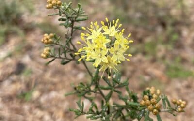 Preventing the extinction of the Mallee Phebalium in Victoria