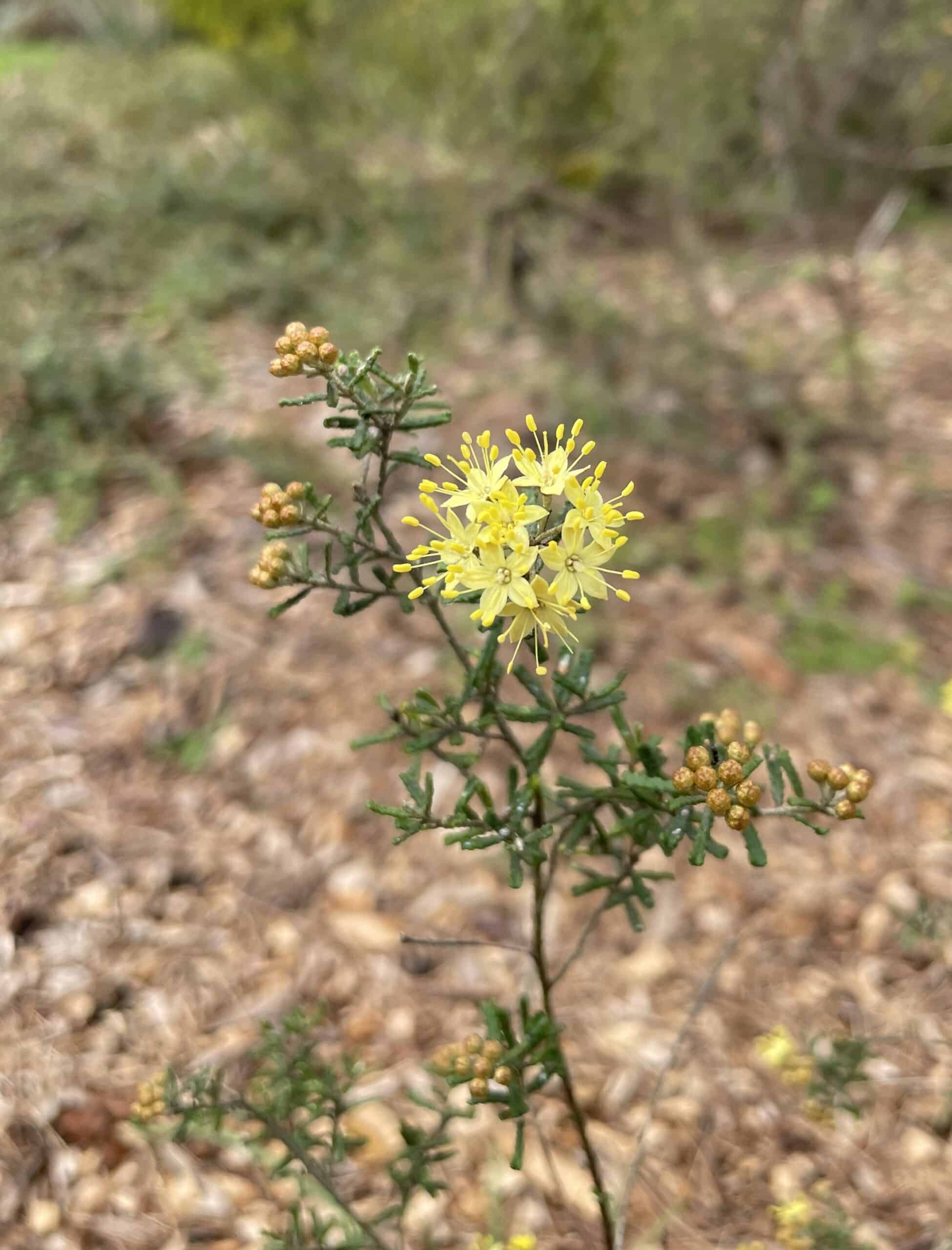 Preventing the extinction of the Mallee Phebalium in Victoria