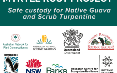 Myrtle Rust project update