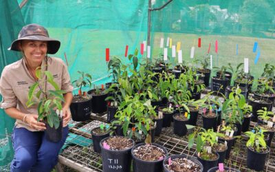 Myrtle Rust Management for Practitioners – Open Series