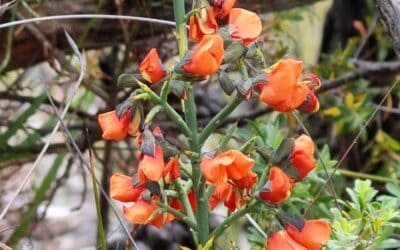 Preventing the extinction of the Grampians Globe-pea in Victoria