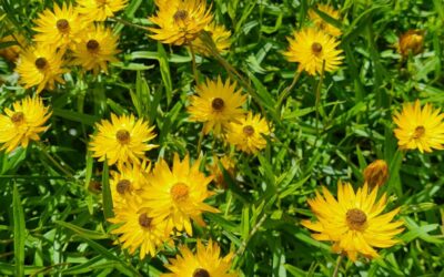 Preventing the extinction of the Swamp Everlasting in Victoria