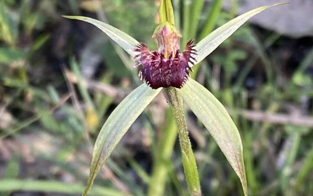 Preventing the extinction of the Genoa spider orchid in Victoria