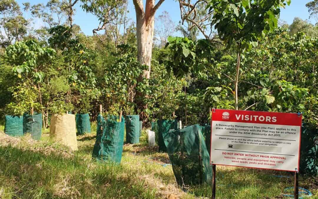 Myrtle Rust Project extension – final report