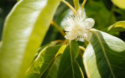 Work with ANPC! Recovery Action Coordinator – Myrtle Rust affected species