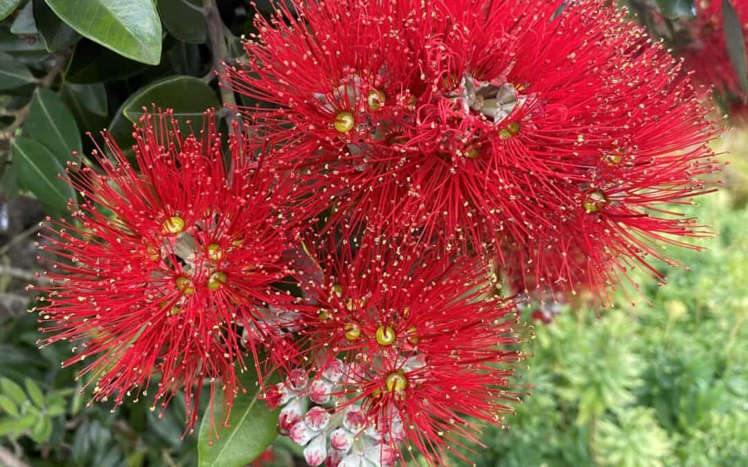 Myrtle Rust Management for Practitioners – Open Series