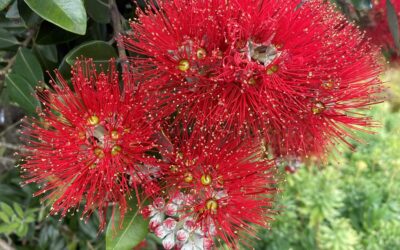 Myrtle Rust Management for Practitioners – Open Series