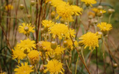 ANPC AGM – Wednesday 20 November 2024