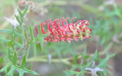 Preventing the extinction of the Mt Cassell Grevillea in Victoria