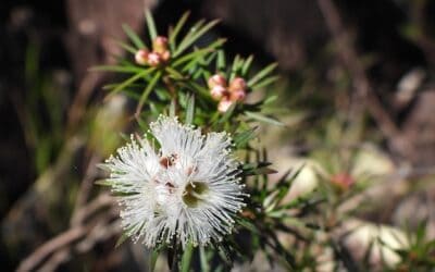 Myrtle Rust Management for Practitioners – next session 24 April 2025 2-3PM (AEST)