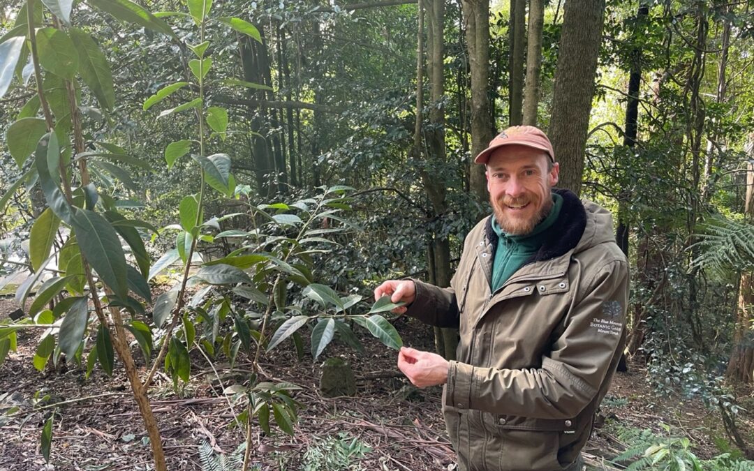 Myrtle Rust Meta-collection: Update from Mount Tomah and Beyond
