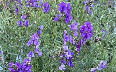 Preventing the extinction of the Kneed Swainson-pea