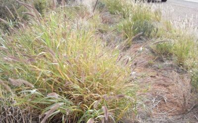 Plant Conservation Australia submission on Buffel grass in the NT