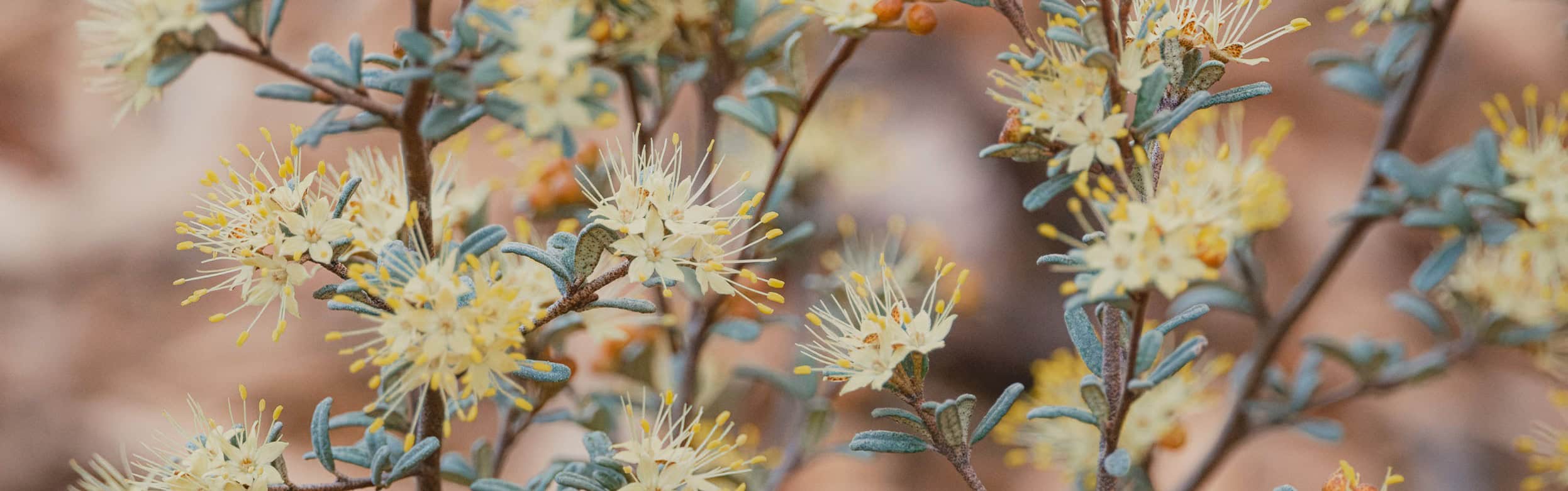 Phebalium sp. (Mt Canobolas) - Richie Southerton